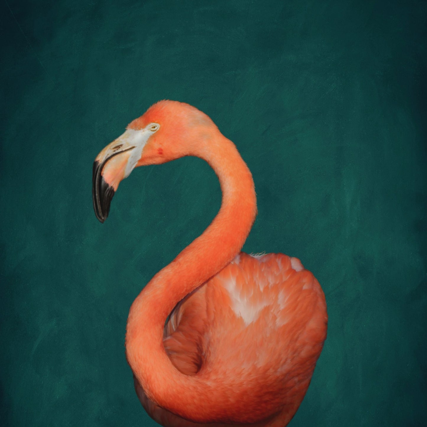 Flamingo - Emerald