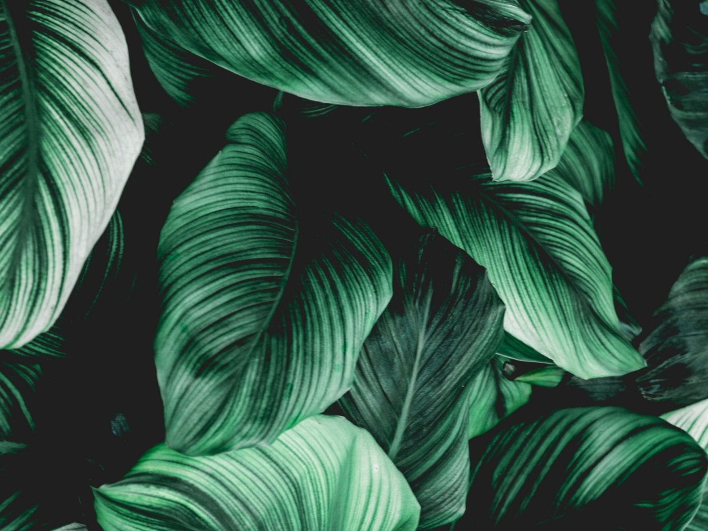 Botanical Trio - AureousHome