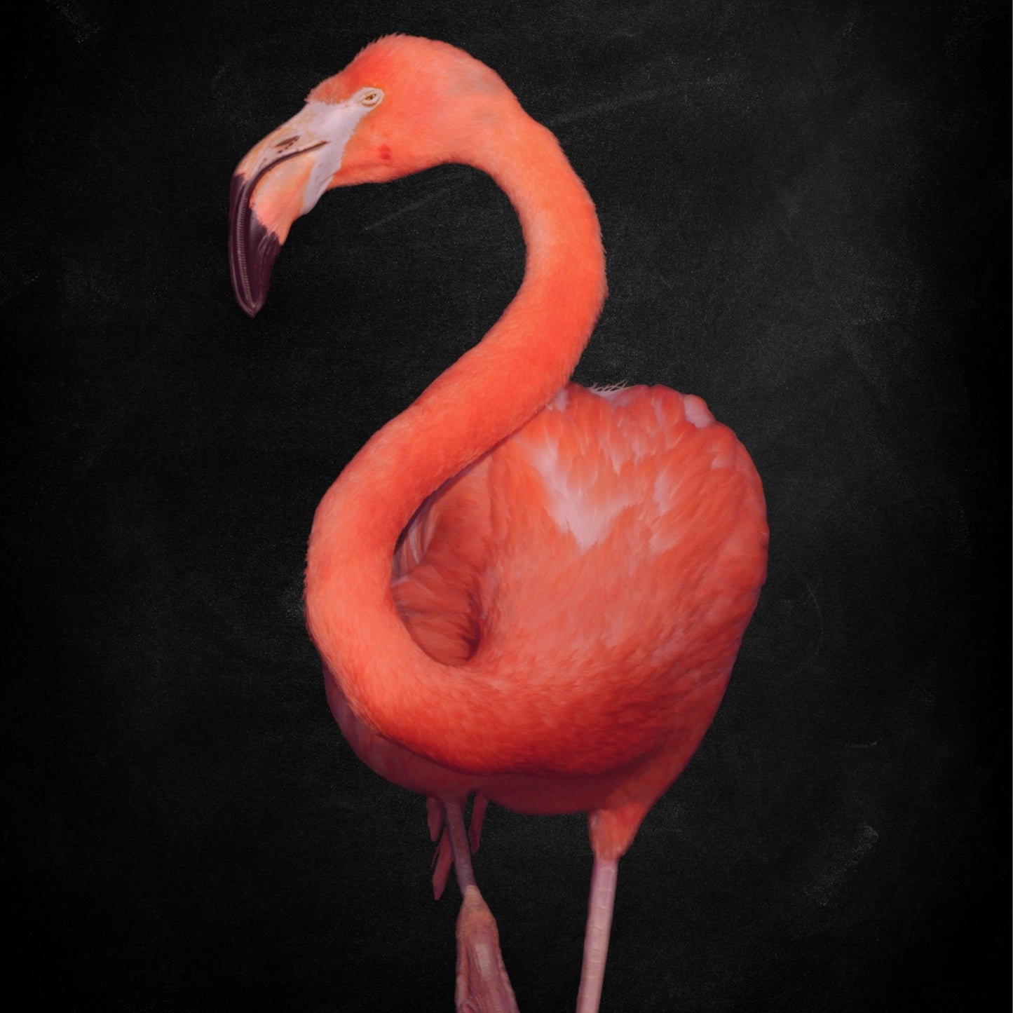 Flamingo - Black - AureousHome