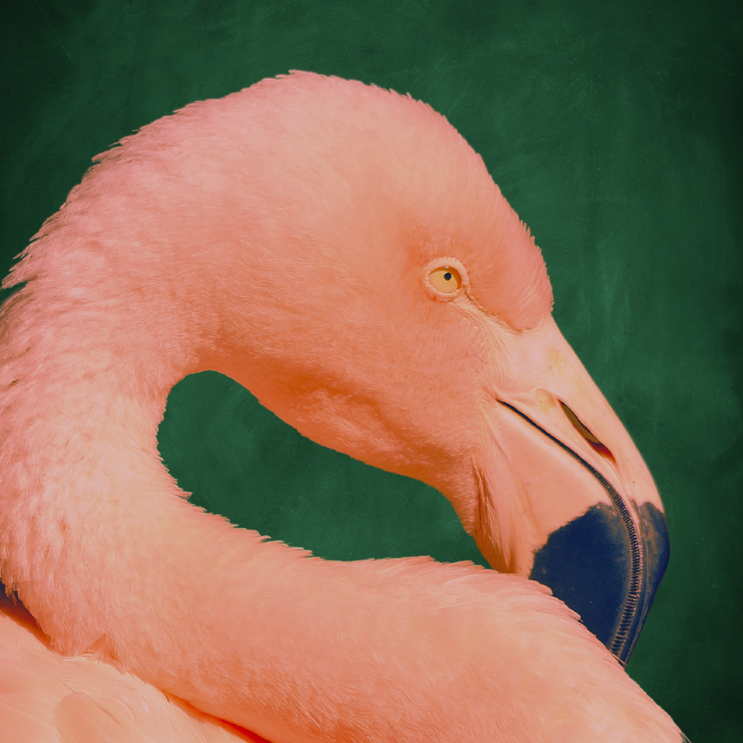Flamingo II - Emerald