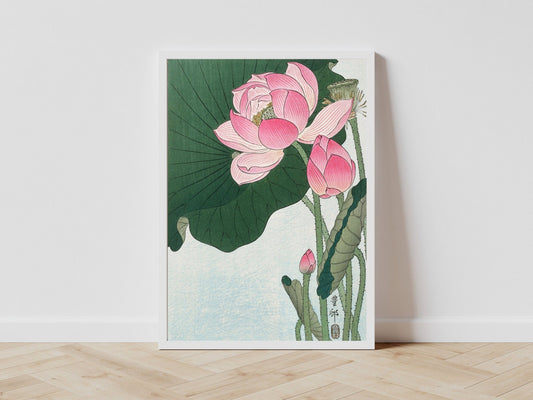 Blooming Lotus Flowers