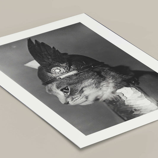 Disco Cat - AureousHome