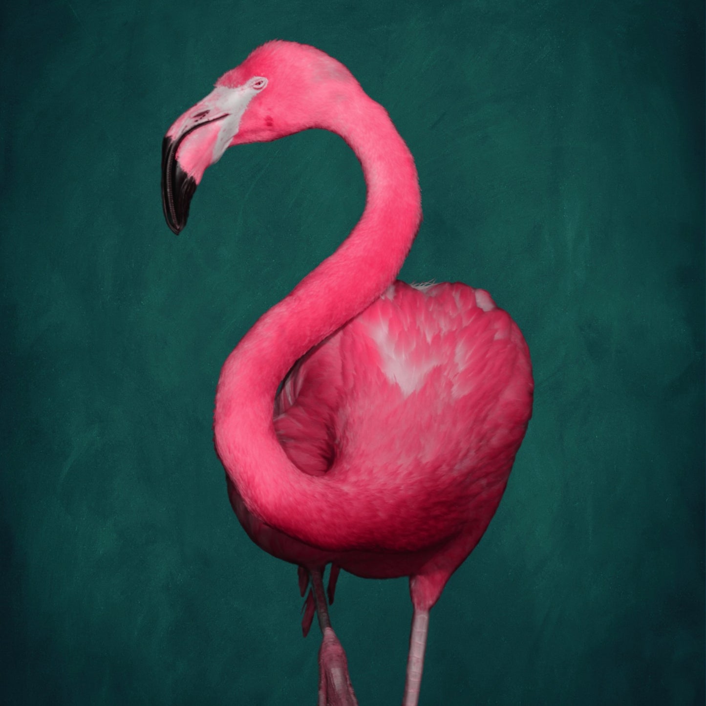 Flamingo - Magenta - AureousHome