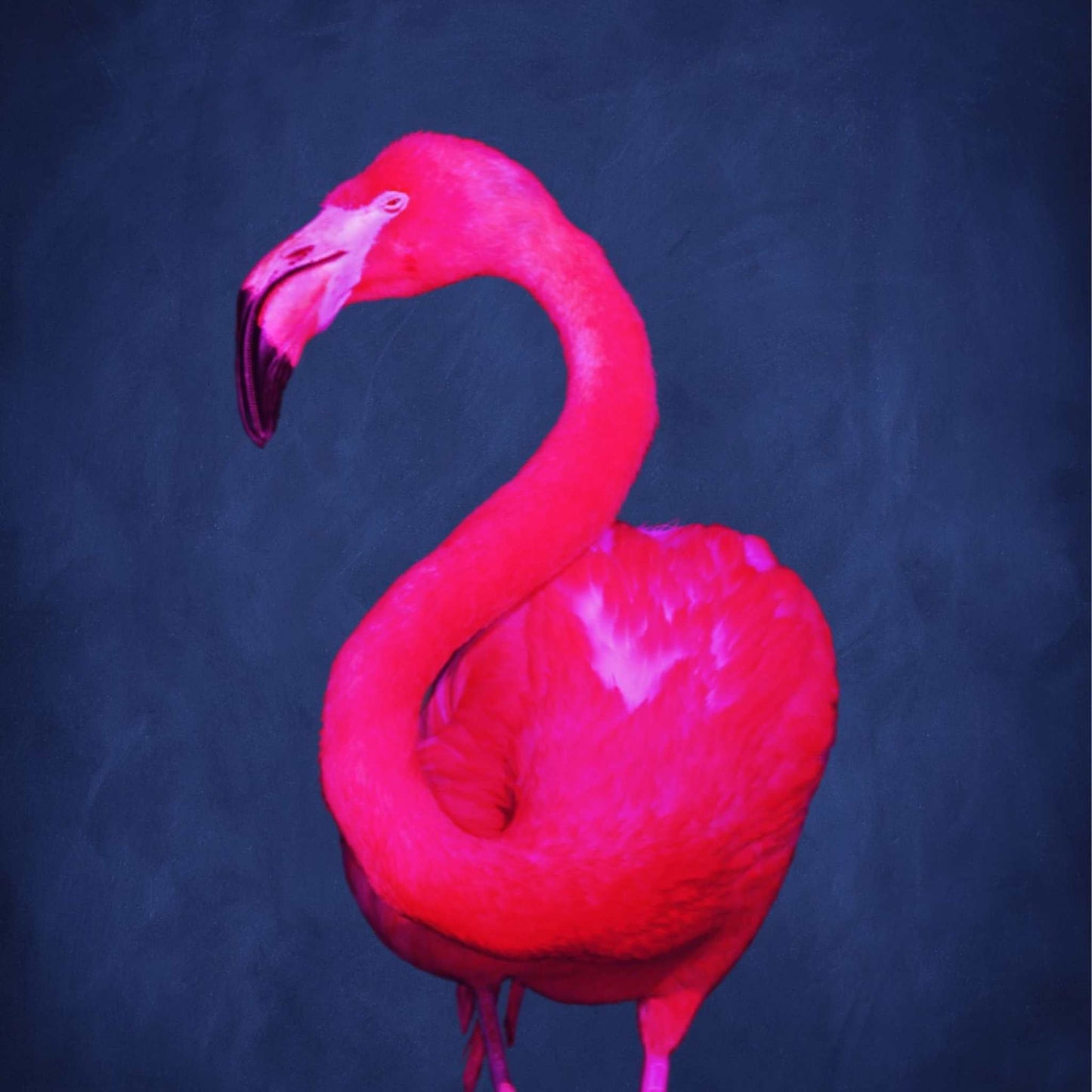 Flamingo - Sapphire / Neon Pink - AureousHome