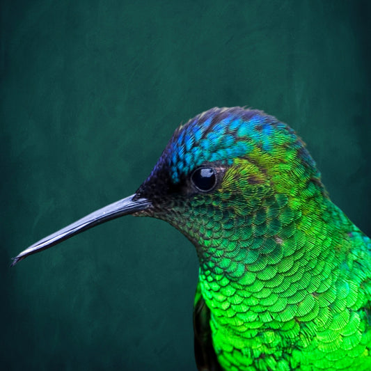 Hummingbird - AureousHome